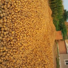 公主岭怀德万江9月东北土豆