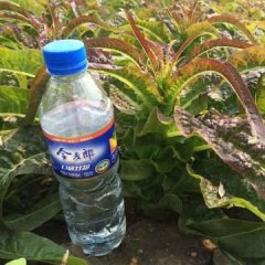 郯城红花小马9月福建飞桥紫叶香莴苣