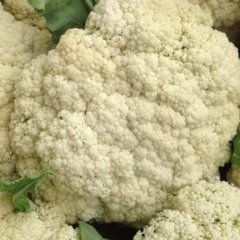 江苏沛县白面青梗松花菜大量供应