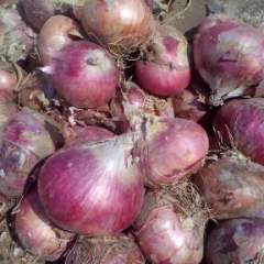 惠民冷库红皮洋葱以大量出售，色度好