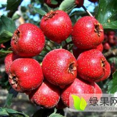 绛县山楂果实大、色泽艳、果肉细绵！