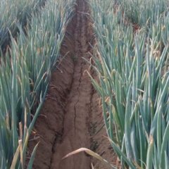 我处是山东省费县是大葱种植基地