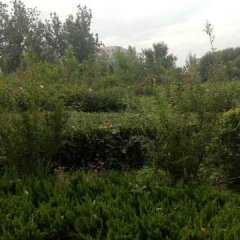 郯城蜜桃是名优特产,马头黄贵武诚信合作