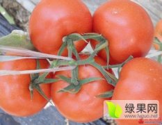 莘县蔬菜基地大量供应优质大红西红柿