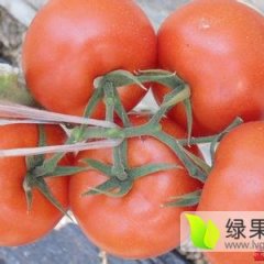 莘县蔬菜基地大量供应优质大红西红柿