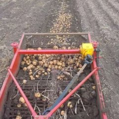 望奎黄麻王志刚9月尤金885土豆