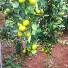 本中心专业从事柑桔类水果代办业务多年