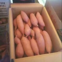 雄县米家许会东7月龙署九号红薯