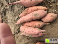 2016滦南红薯现在订货有惊喜