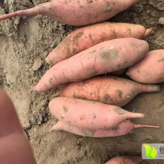 2016滦南红薯现在订货有惊喜