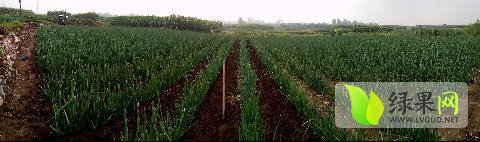 岱岳大葱欢迎合作,角峪王纪清诚信合作