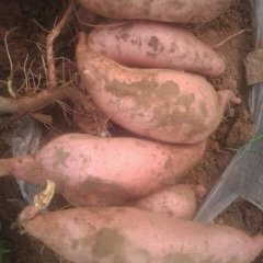 隆尧红薯龙薯九大量上市了