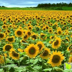 翁牛特旗葵花基本都是食葵，油葵面积特别小