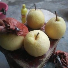 蒲城酥梨大量上市，蒲城酥梨种植面积大