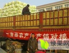 2018年窖储100万斤包心白菜北京3号