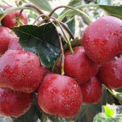 运城山楂逐渐升温古绛李正龙诚信合作