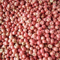 本地区西红柿种植面积上百万亩