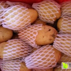 常年求购大量冷库土豆