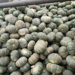 陕西定边绿皮南瓜名优产品