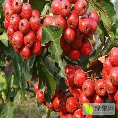 山西绛县山楂果种植面积广泛，质优价廉