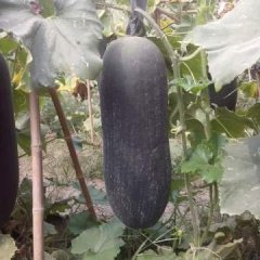 沈丘白集黄志奎8月子弹头黑皮冬瓜
