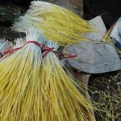 蒜黄全国山东新泰蒜黄批发销售