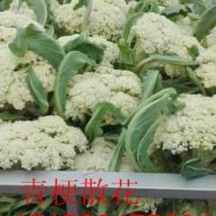 徐州市万亩蔬菜基地青梗菜花