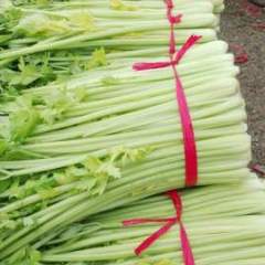 徐州市万亩蔬菜基地大棚芹菜