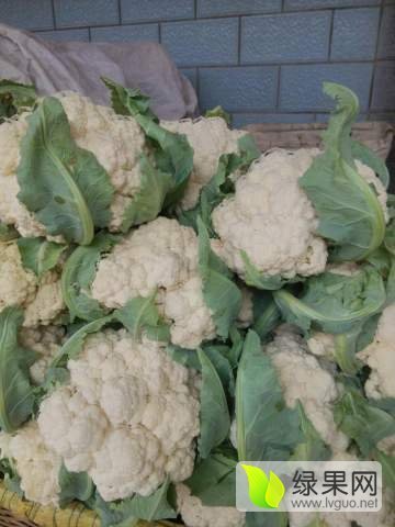 2018年山东肥城雪玉价格