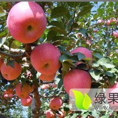 供应山东潍坊红富士苹果