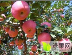 供应山东潍坊红富士苹果