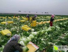 辽宁省凌海市现有大量白菜 ， 白菜特多