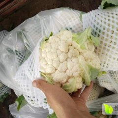 2016三原菜花抓住商机无限