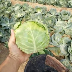 三原甘蓝长势旺盛,城关大龙诚信合作