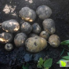 本地区延4能起了   天晴了个头大