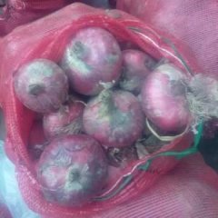 莘县洋葱营养丰富,万吨安经理诚信合作