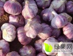2016莘县优质蒜种，蒜黄料、蒜米料