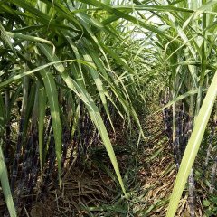 睢阳娄店朱威威9月黑皮果蔗甘蔗