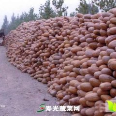 昌江南瓜价格适宜十月曹旺诚信合作