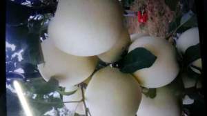 延长交口李忠9月红富士苹果