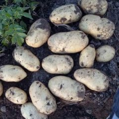 2016围场土豆今年价格有看点