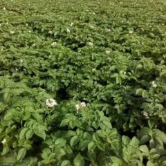 2016察右中旗土豆，绿色无公害