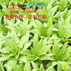 岱岳莴苣营养丰富,范镇苗师傅诚信合作