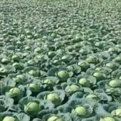 2016曲周甘蓝走过路过不要错过