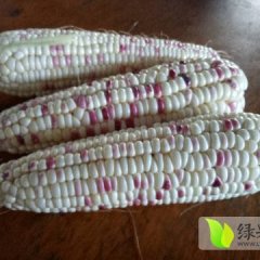 赣榆玉米假一赔十,黑林王红江诚信合作