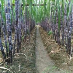 广东英德大灰种甘蔗品质优良