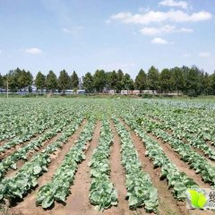 汶上甘蓝自家种的，便宜卖了，精品