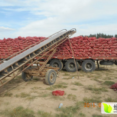 甘肃省金昌市洋葱品种齐全欢迎收购！