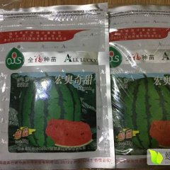 批发供应宏奥奇甜西瓜种子