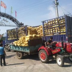 扶余县土豆种植面积大，品种好
